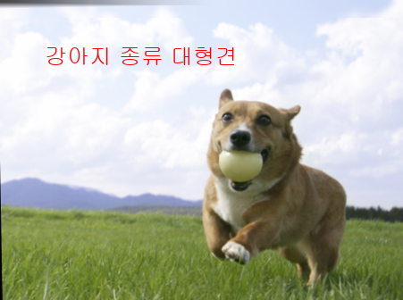 강아지 종류 대형견5