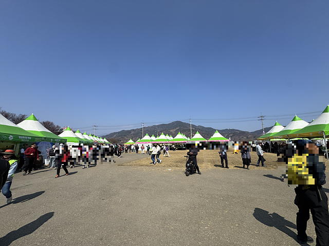 광양 매화축제 개화상황 실시간 사진 입장료