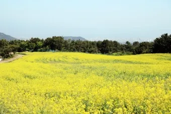 제주 5월 여행 코스 추천 best 10_19