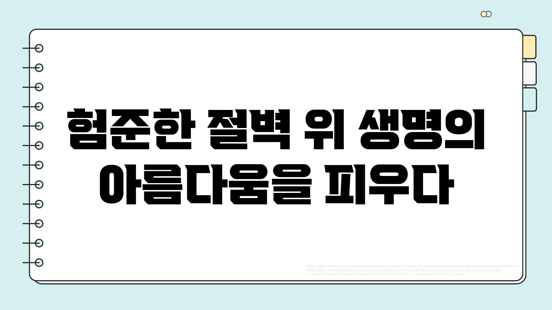 험준한 절벽 위 생명의 아름다움을 피우다