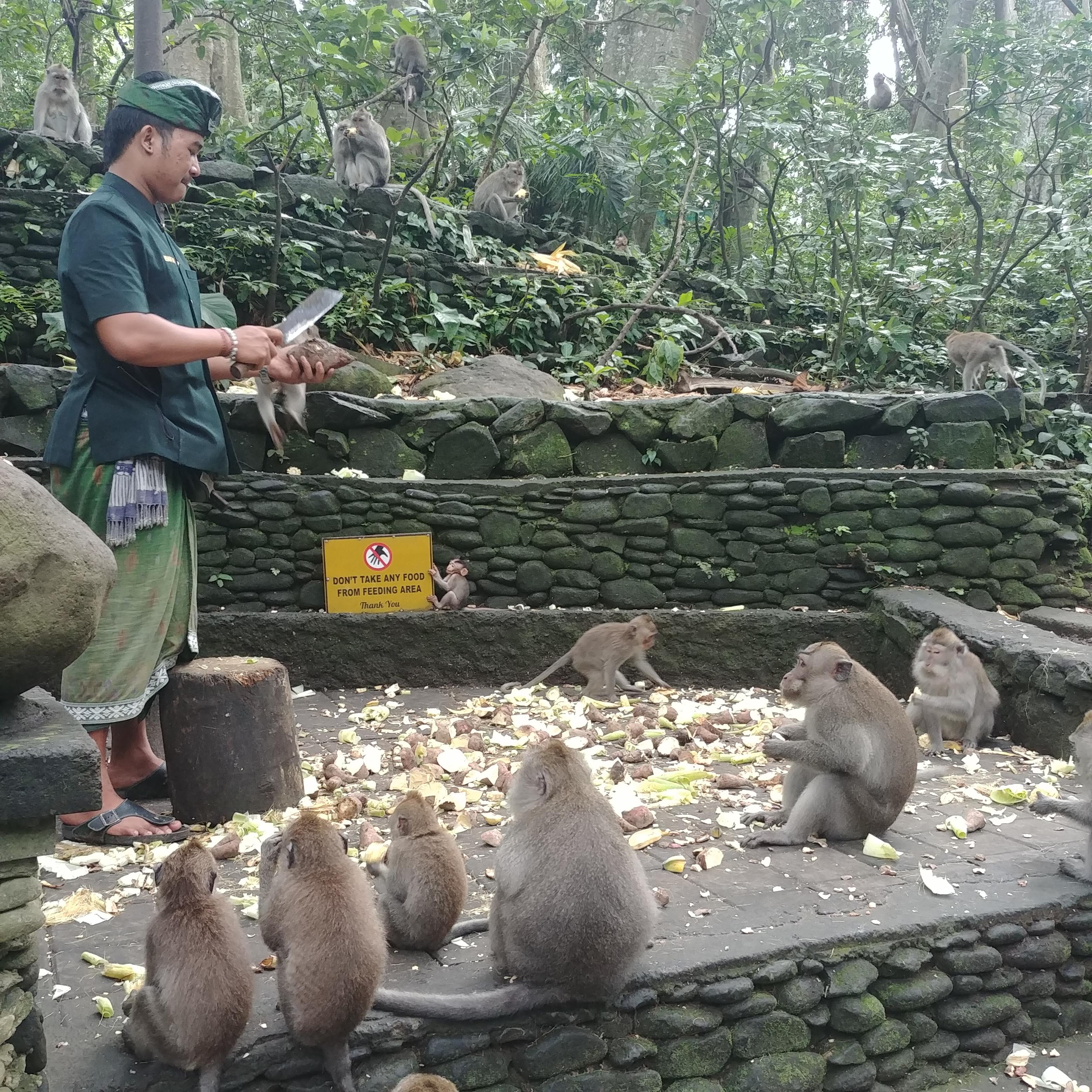 발리 우붓 여행 원숭이 숲 Sacred Monkey Forest Sanctuary
