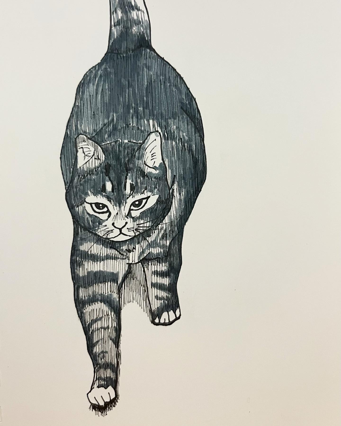  [취미생활 : 그림] 골목길 친구 (고양이 그림 : 펜그림)