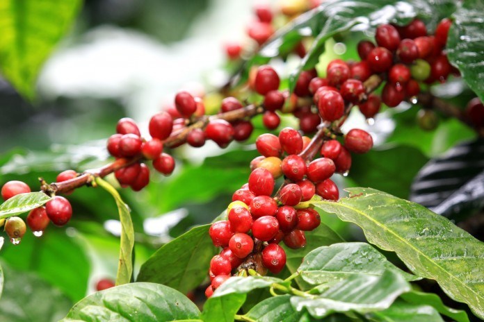 커피 식물학, 커피 나무와 아라비카(Arabica), 로부스타(Roubusta)에 대하여 알아보자.