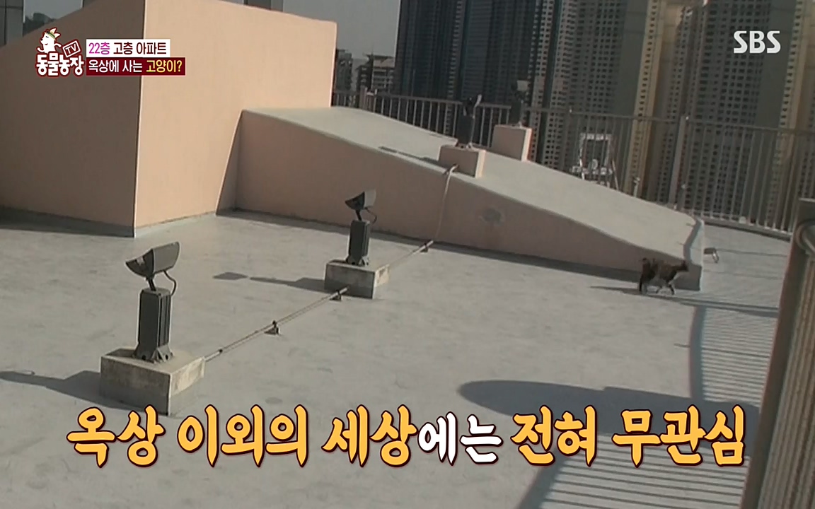TV 동물농장.E1070.220523p-NEXT.mp4_20220522_182020.588.jpg