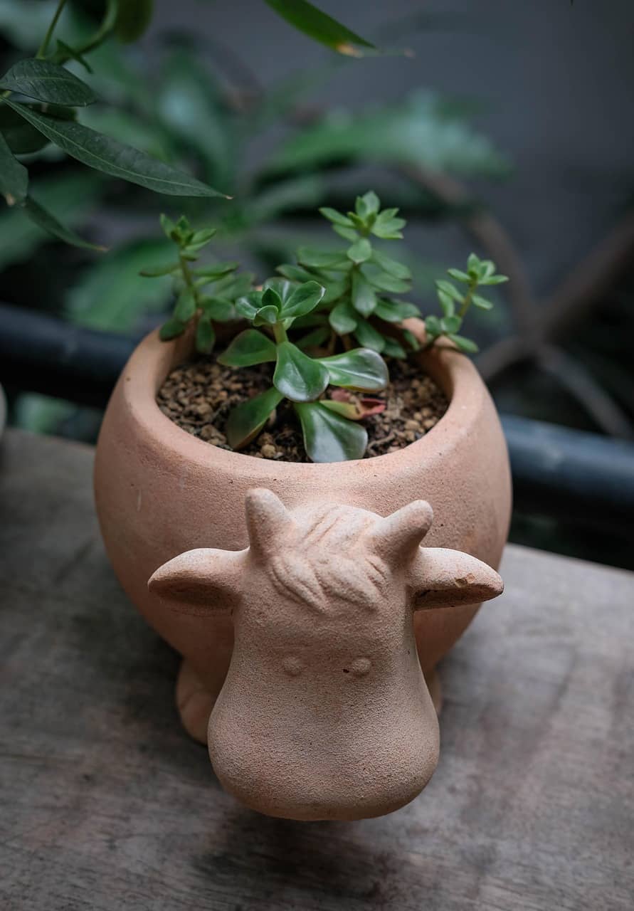 실내 식물 키우기 초보자의 실패 원인 – 자주 하는 실패 원인과 해결 방법 - Indoor Plant Selection Tips for Beginners