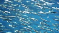  멸치(Anchovy) 단백질, 오메가-3 지방산, 미네랄 함유로부터 얻는 이점!