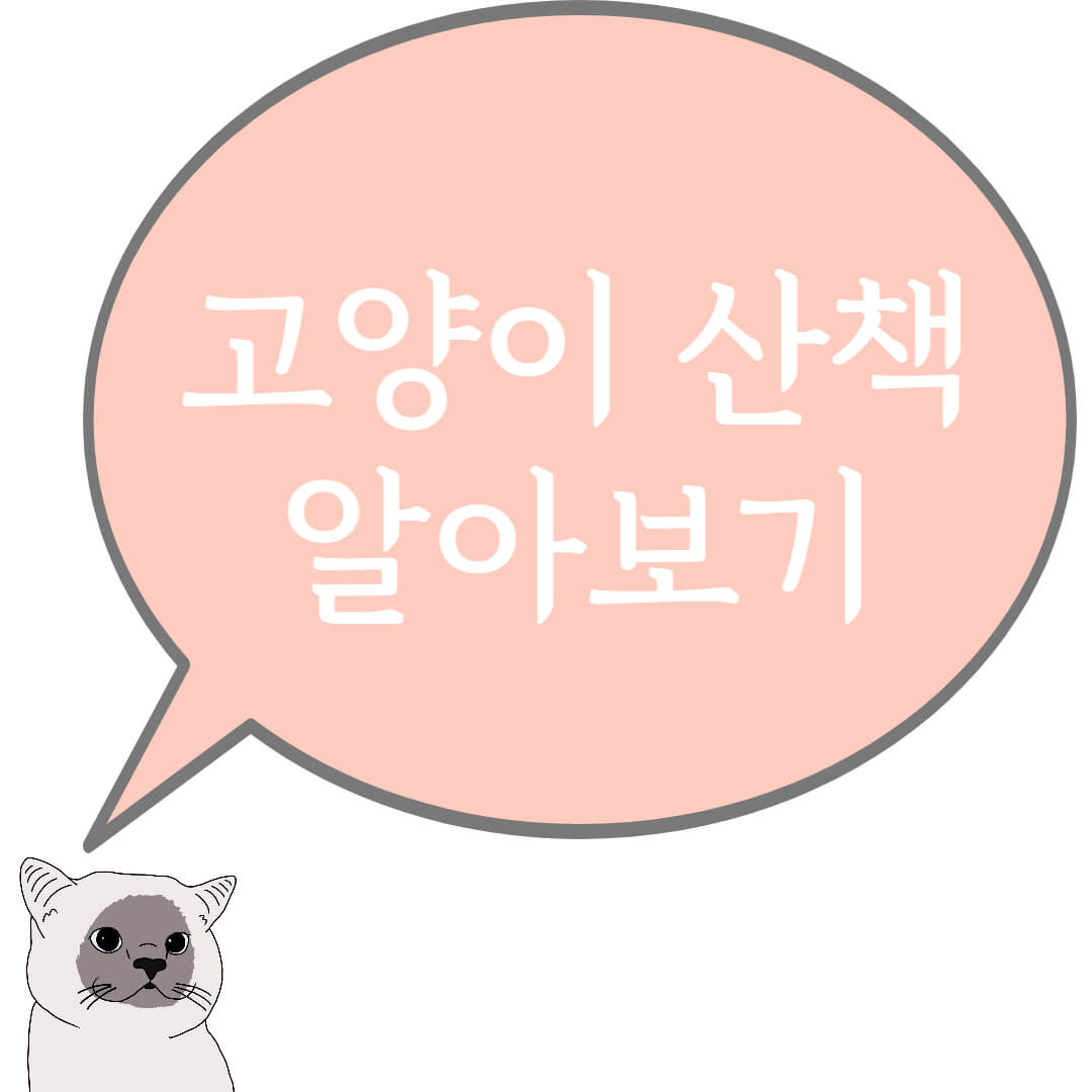 고양이산책 알아보기