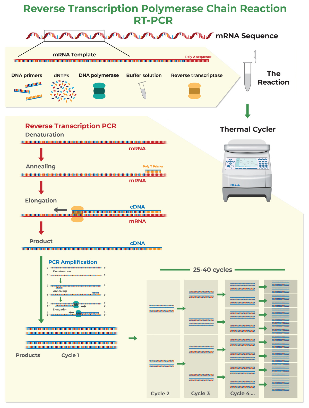 RT-PCR 실험과정