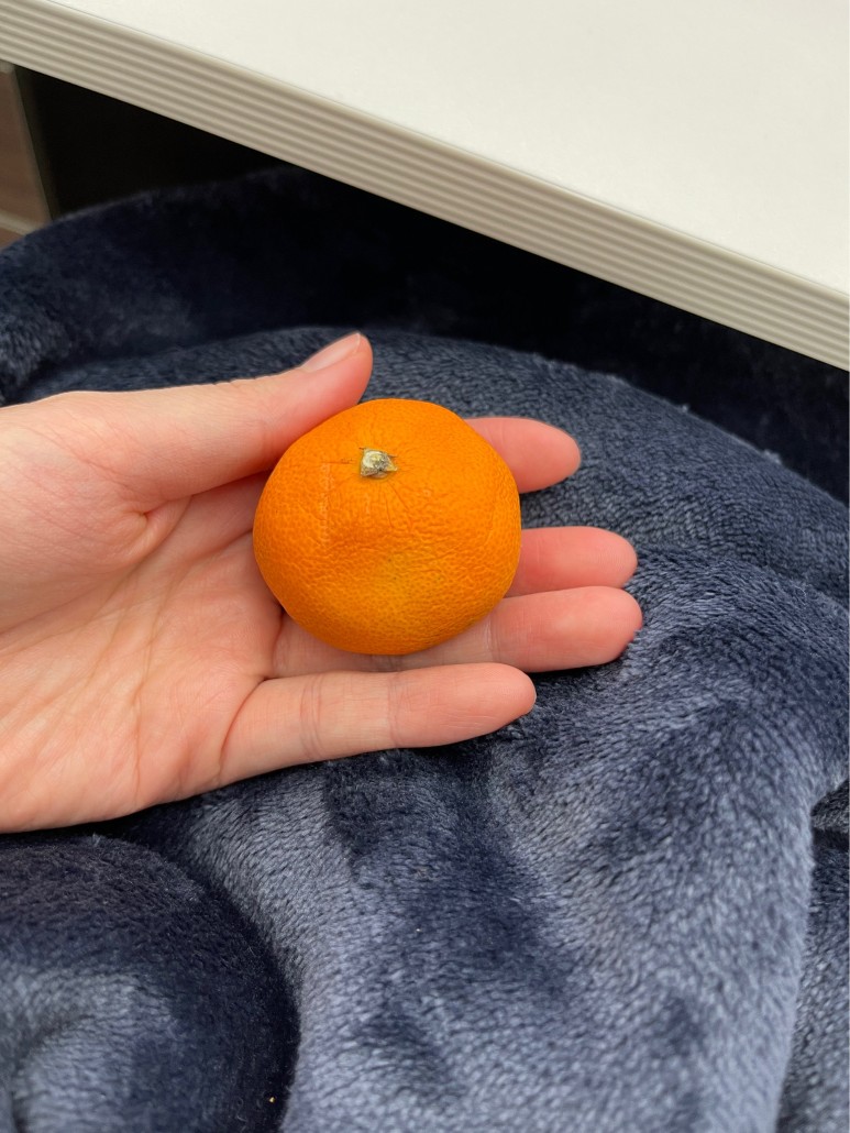 음식 흡수율 높게 철분이 많은 16