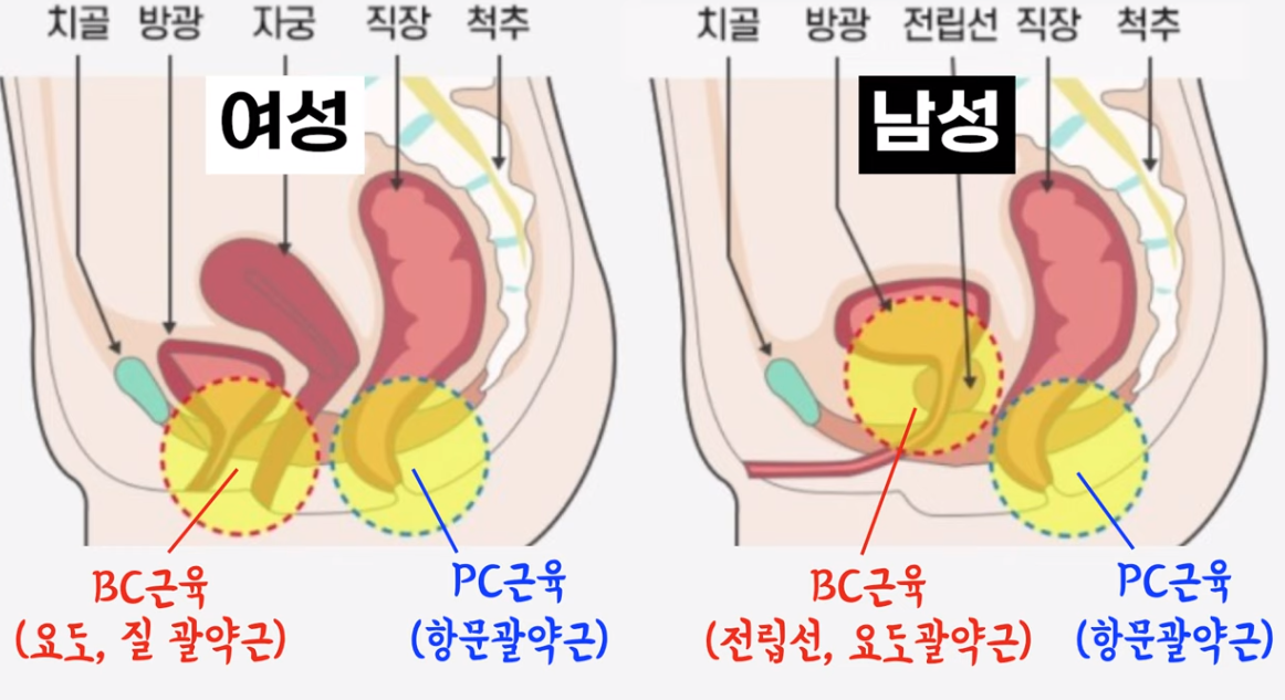 전립선염과 전립선통증