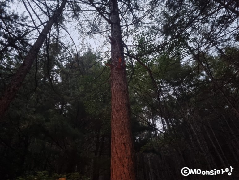 하늘그린캠프, 숲속의 22