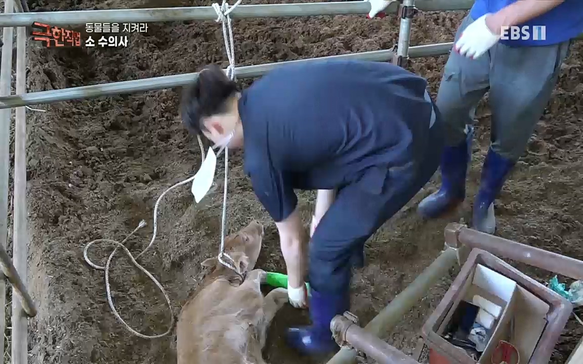 TV - 교육의 중심 EBS동물들을 지켜라, 수의사와 유기 동물 구조팀.mp4_20220913_200150.638.jpg