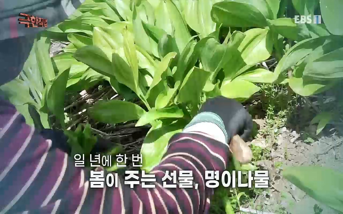 TV - 교육의 중심 EBS울릉도의 봄, 명이나물과 독도새우.mp4_20220525_210901.869.jpg