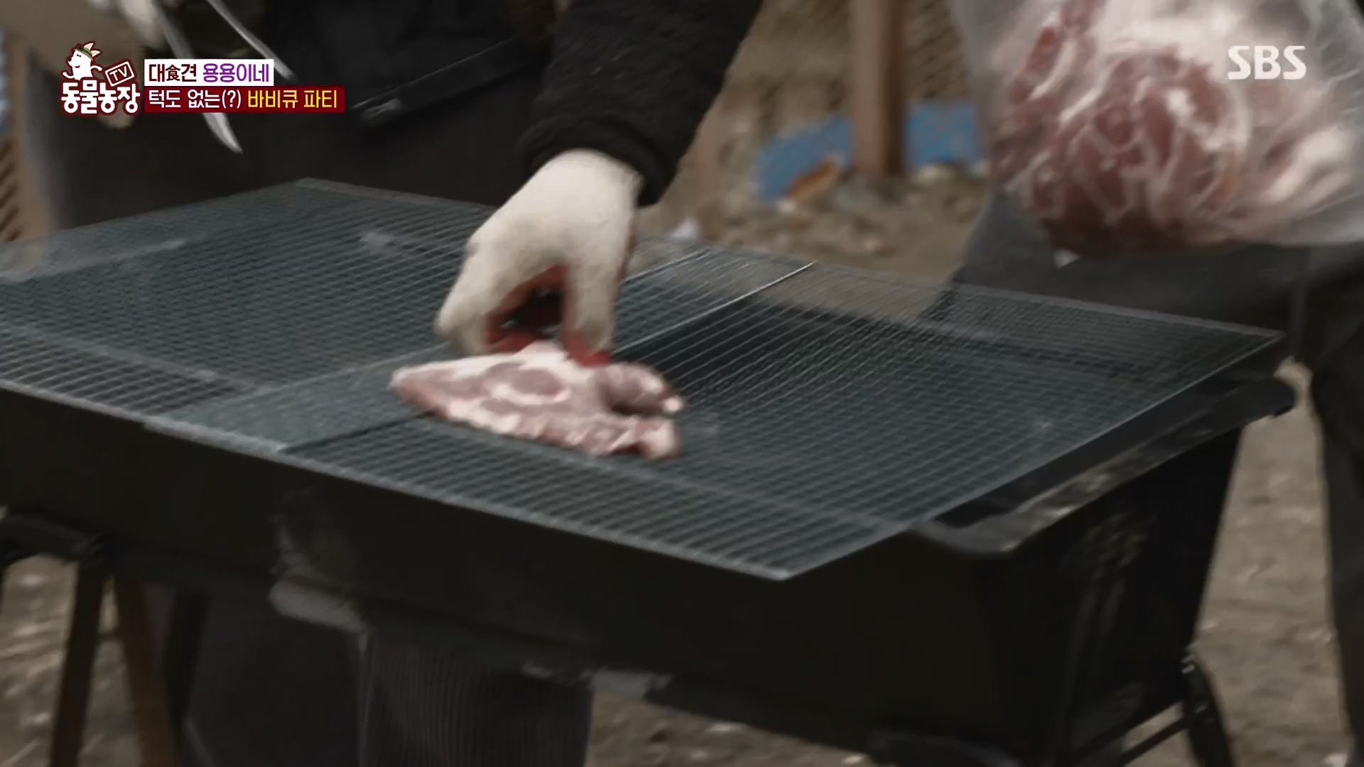 TV 동물농장.E1163.240317p-NEXT.mp4_20240317_171100.400.jpg