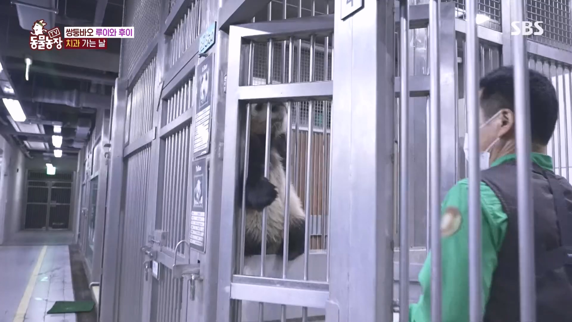 TV 동물농장.E1160.240225p.H264-F1RST.mp4_20240225_165129.358.jpg