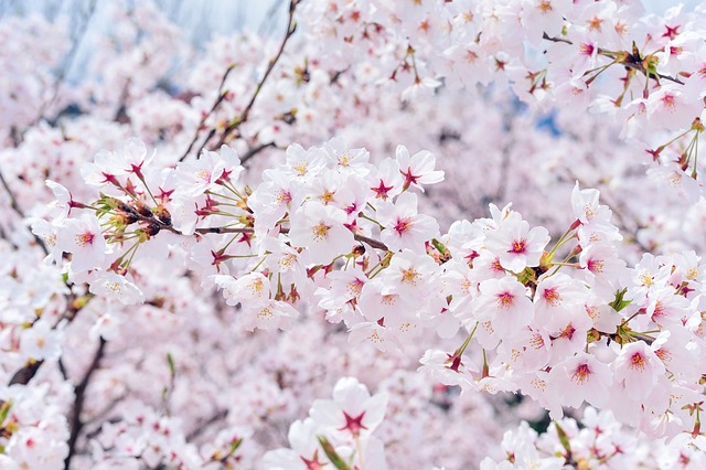 봄 벚꽃 모습(6)