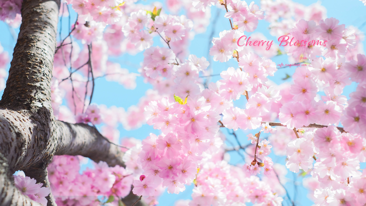 01 체리블라썸 C - Cherry Blossoms 봄배경화면