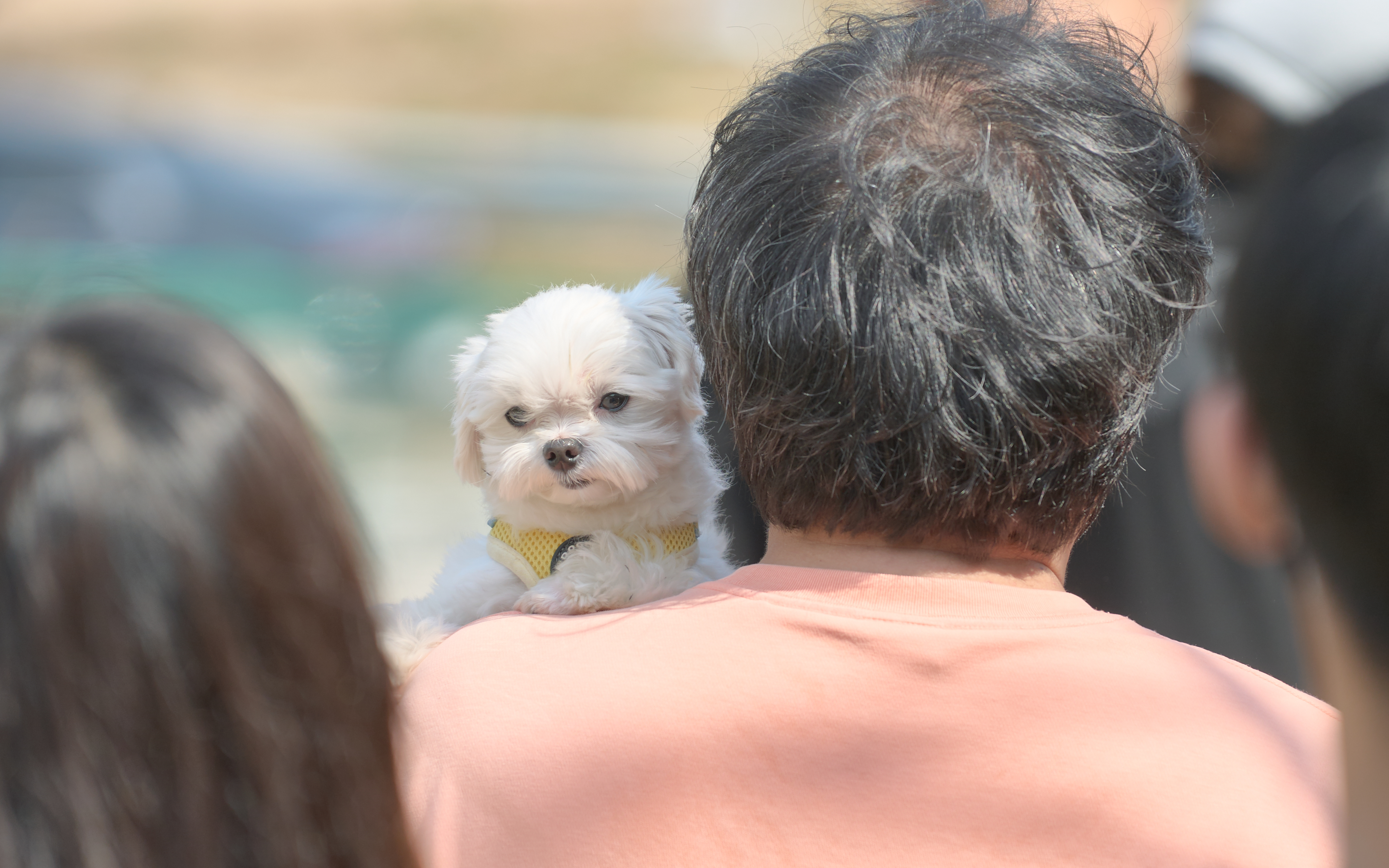기장매화원 매화축제 63