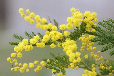 노란색 함수초꽃