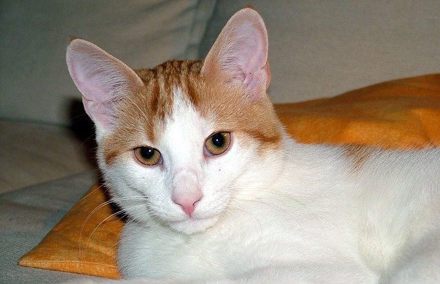  고양이 탈모 원인과 관리, 그리고 치료는 어떻게 할까?