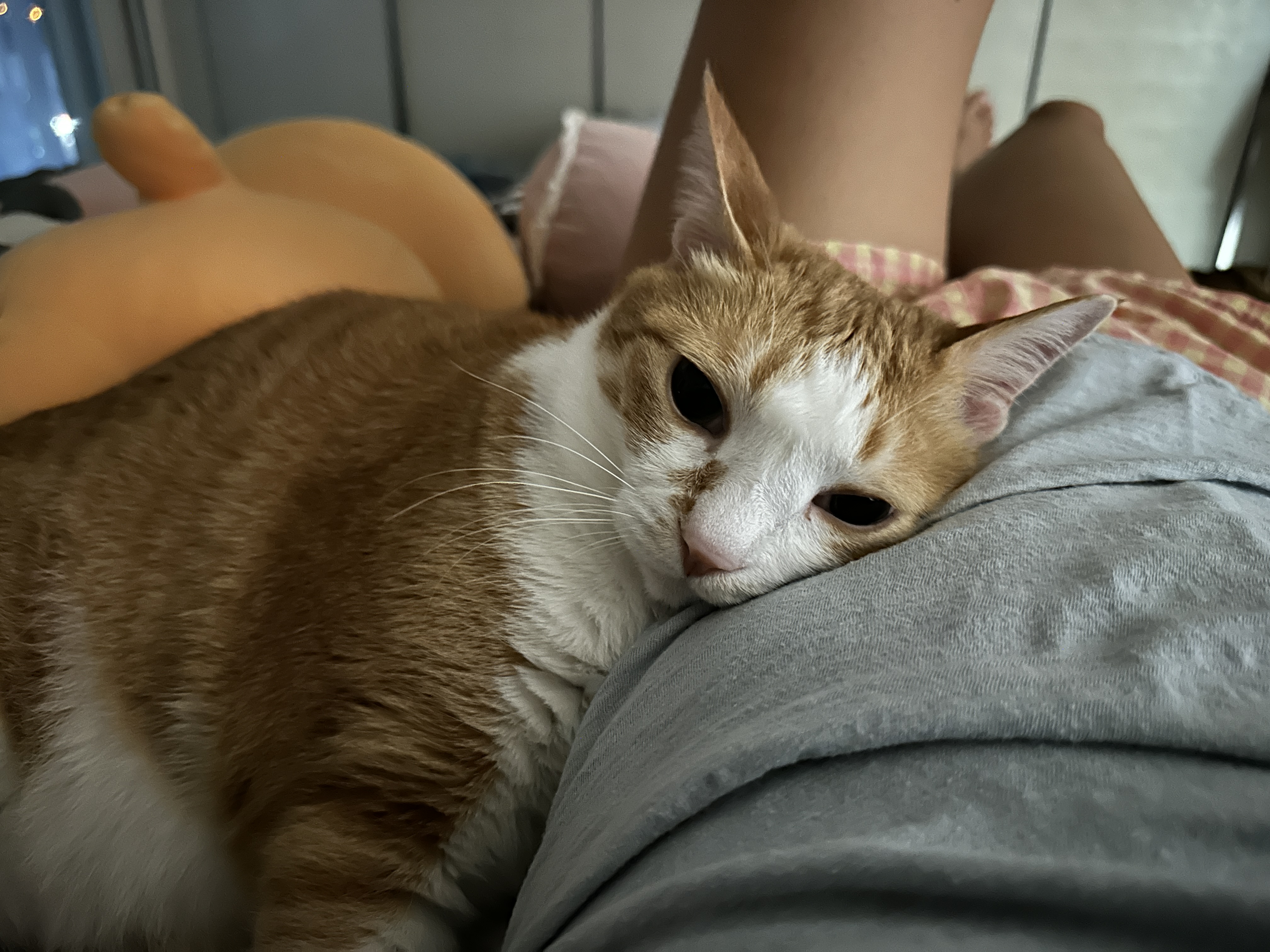엄마_옆구리_베고_잠드는_치즈냥이_호야