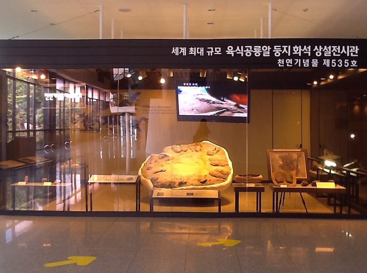  신안 압해도 수각류 공룡알 둥지 화석&먹거리