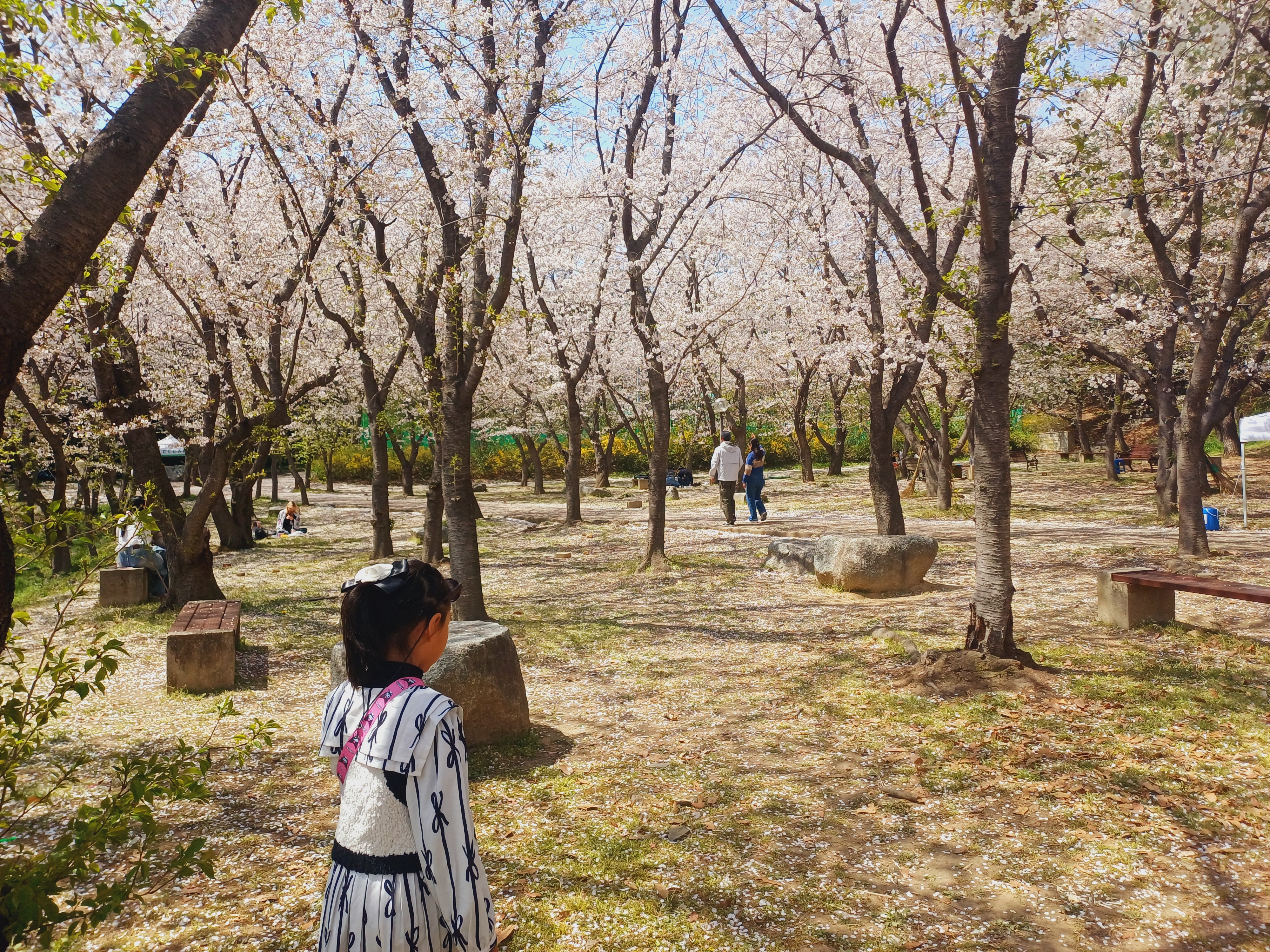 벚꽃명소 울산대학교 막걸리동산