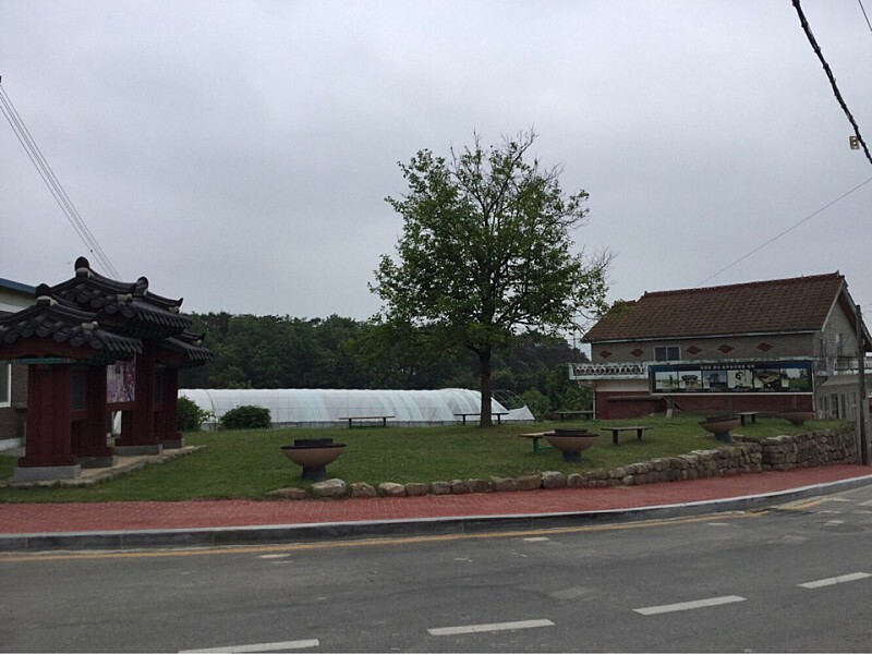  정읍 말목장터와 감나무