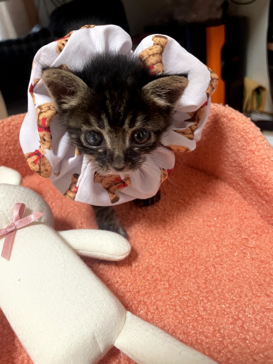 너무 귀여운 아기 고양이의 14