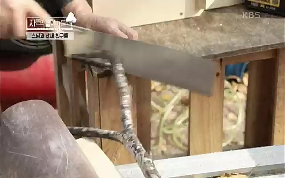 [3회] 자연의 철학자들 - KBS새처럼 살고 싶어라] 자연이라는 위대한 법당에서 숲의 울림, 새들의 소리를 들으며 깨달음을 얻은 도연 스님.ts_20220320_153549.136.jpg