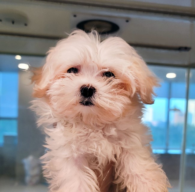 개를 입양했어요. 가마솥 산 유기견 보호 센터 귀여운 4