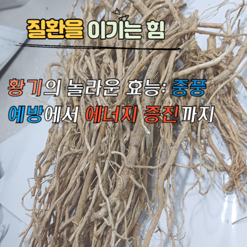 황기의 놀라운 효능: 중풍 예방에서 에너지 증진까지