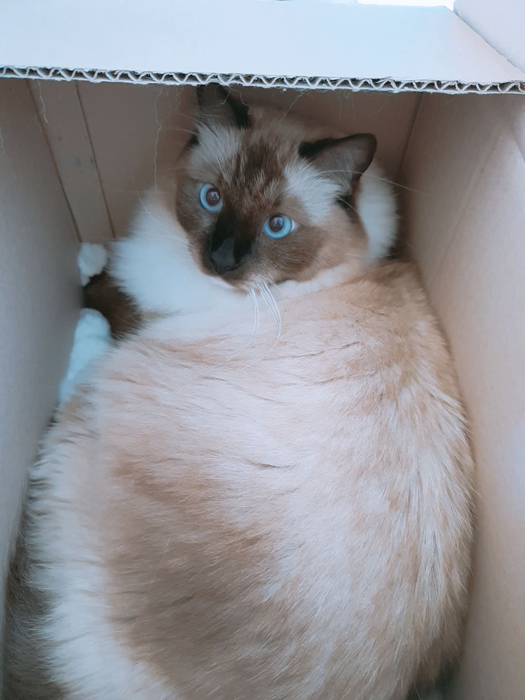 고양이-사진