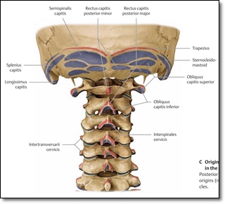 후두하근에 부착되는 근육들의 부착지점을 나타낸 그림