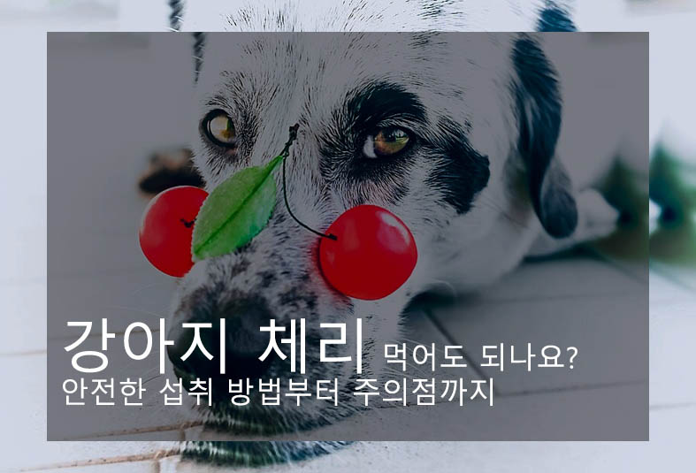 강아지 체리 먹어도 되나요? 안전한 섭취 방법부터 주의점까지