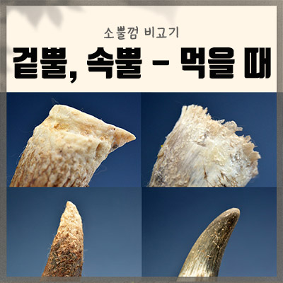  대형견개껌, 소뿔껌 비교기 - 겉뿔 vs 속뿔 #먹을 때