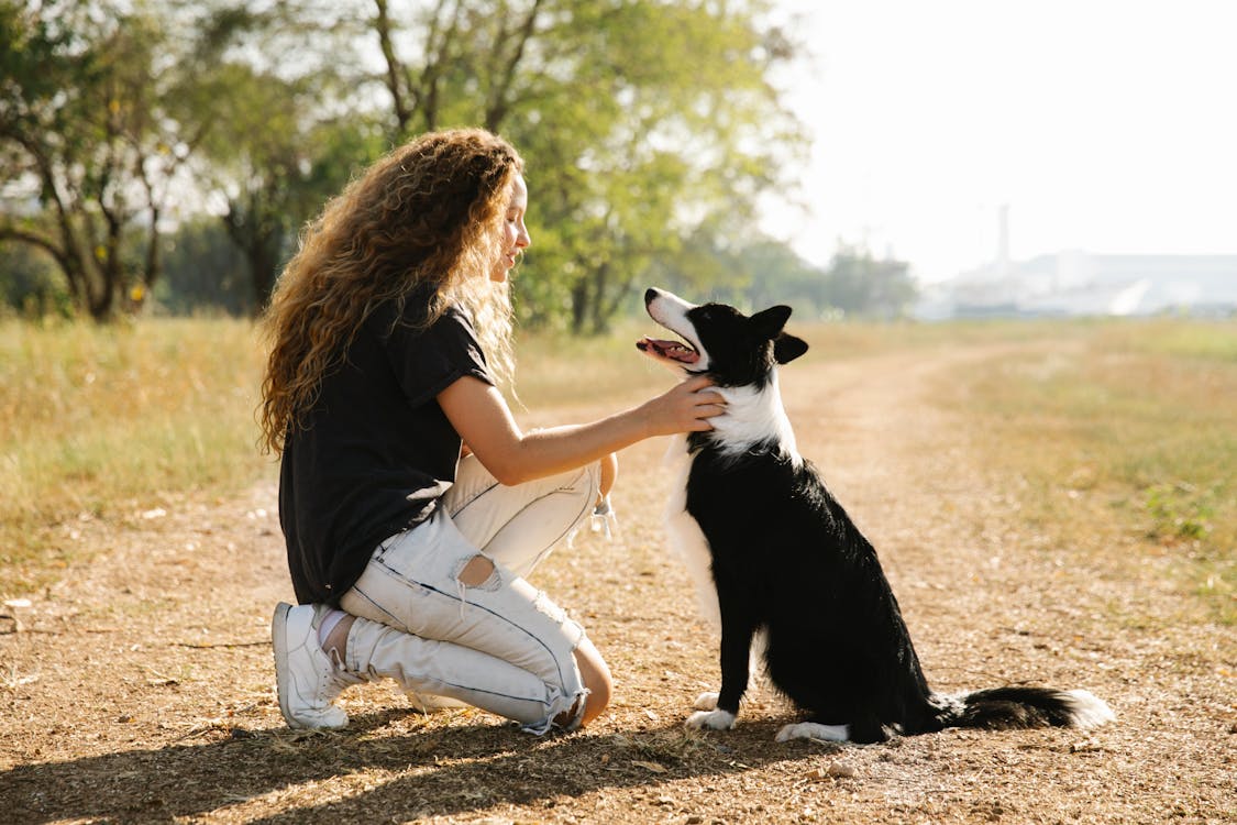  Types of Medium-Sized Dogs