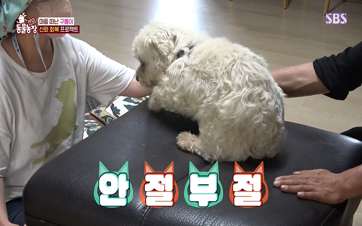 TV 동물농장.E1080.220732p-NEXT.mp4_20220731_174250.620.jpg
