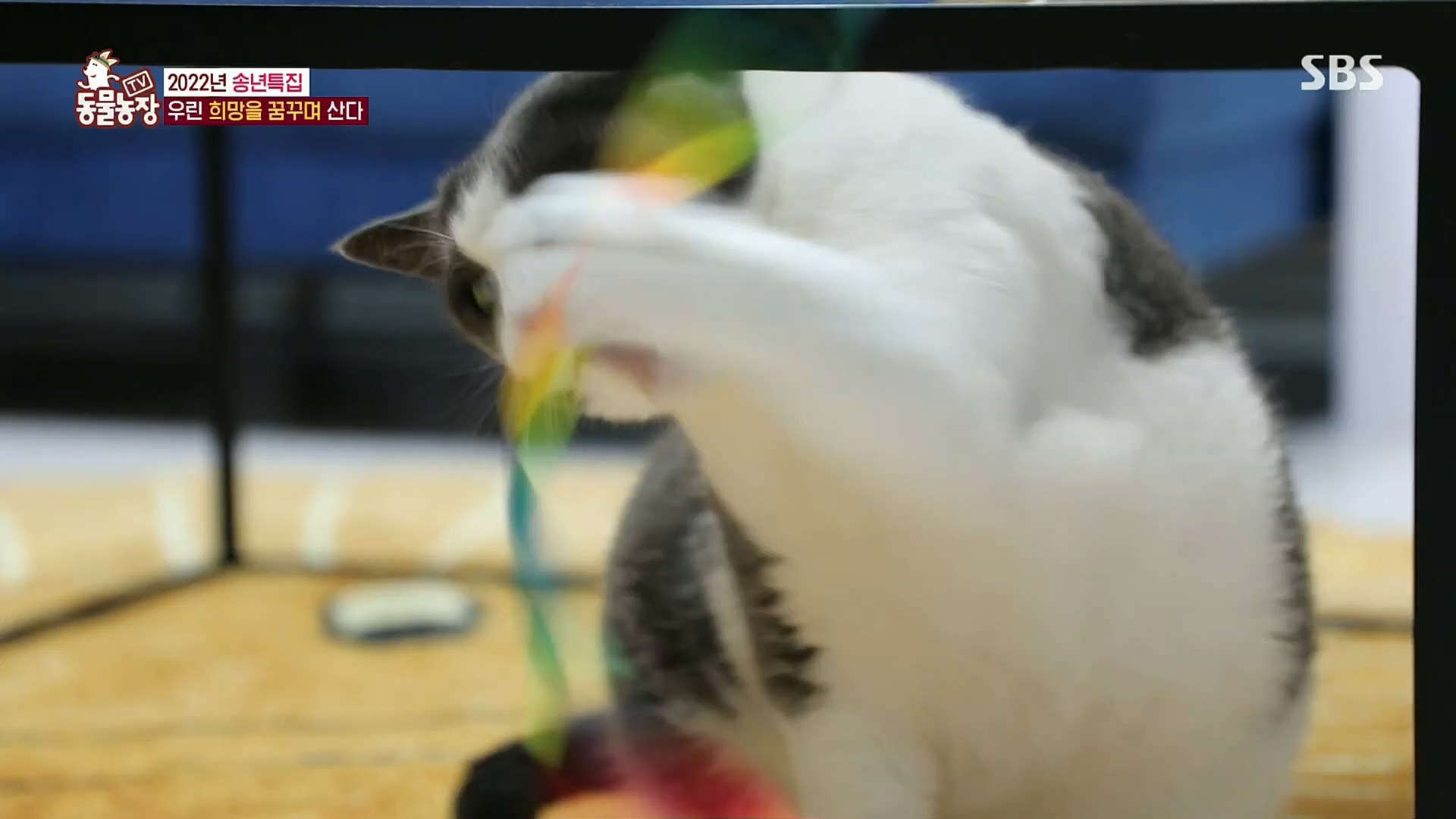 TV 동물농장.E1101.221225p.H264-F1RST.mp4_20221225_190301.888.jpg