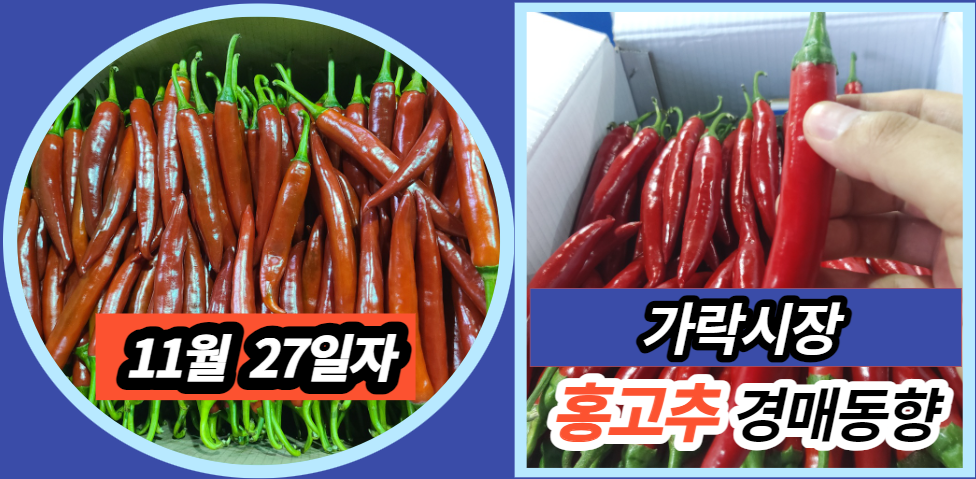  [경매사 일일보고] 11월 27일자 가락시장 홍고추 경매동향을 살펴보겠습니다!