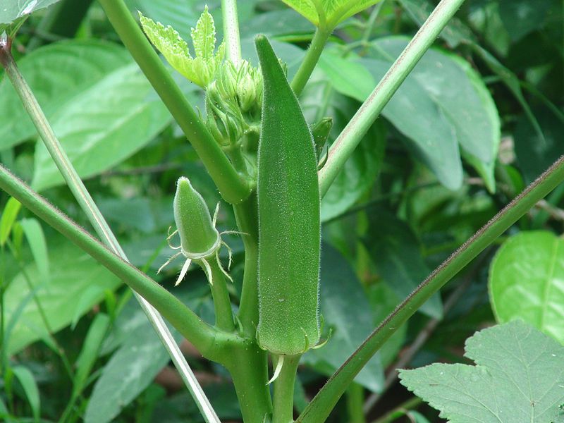  오크라 영양 성분, 효능, 효과 및 건강상의 이점 7가지 알아보기