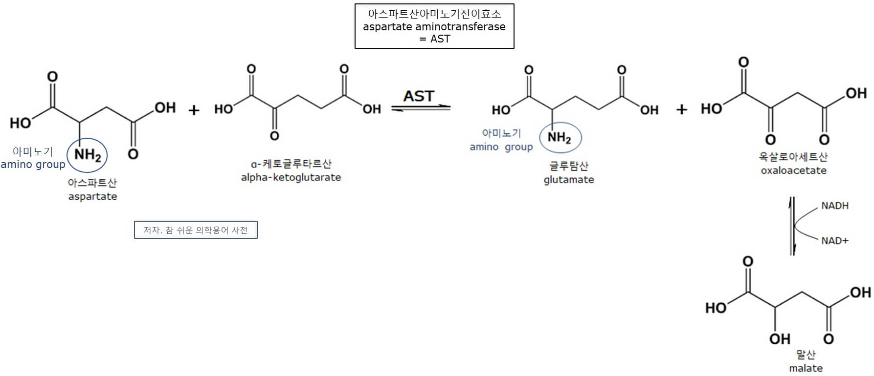 aspartate aminotransferase 뜻