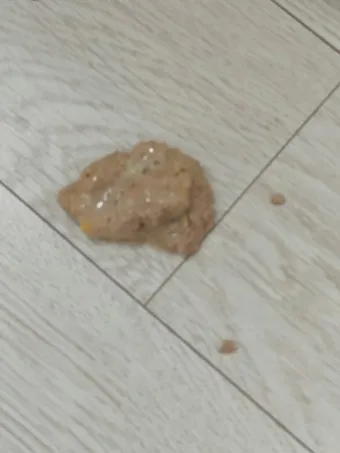 강아지 토 색깔 증상 강아지 토하는 원인과 구토 종류별 건강상태 살펴보기_10