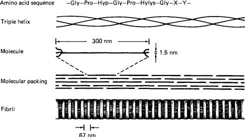  콜라겐 타입1 (COLLAGEN TYPE I) 효능 및 부작용, 섭취법은?