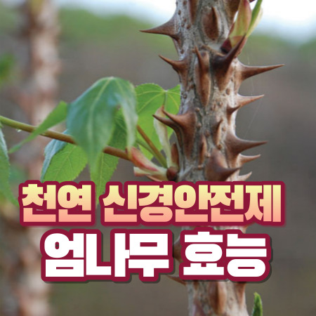 엄나무 효능