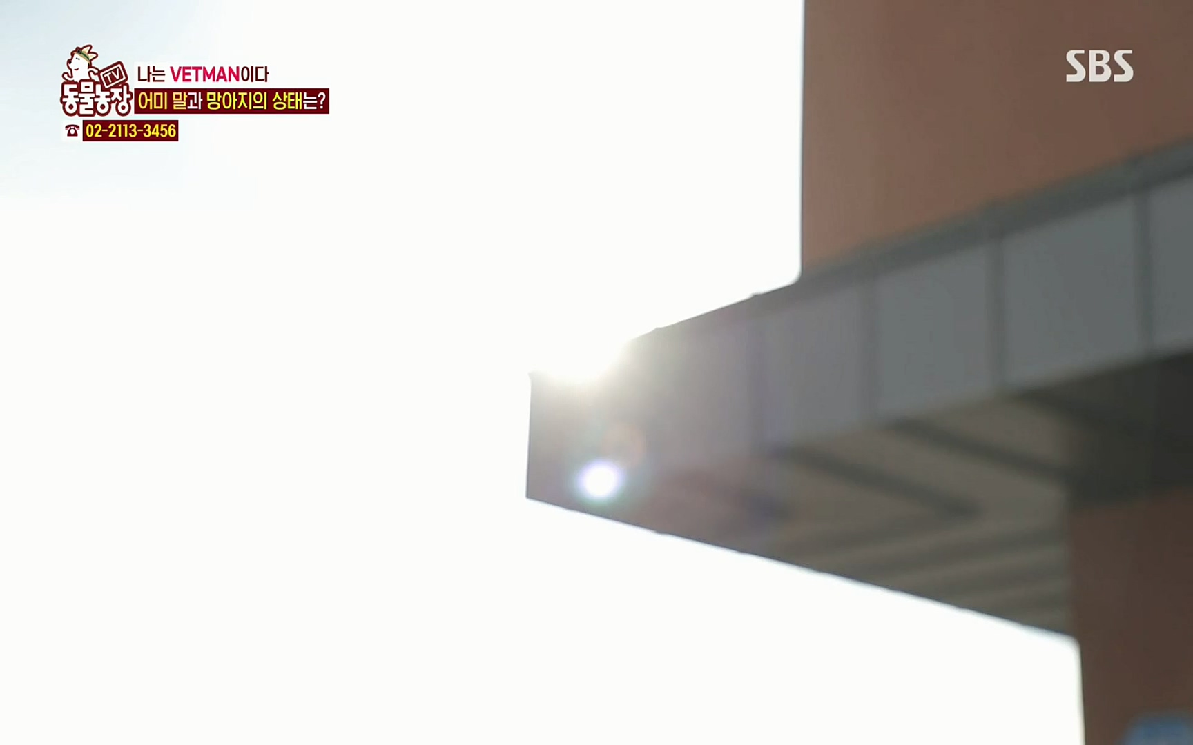 TV 동물농장.E1062.220327p.H264-F1RST.mp4_20220327_174455.625.jpg