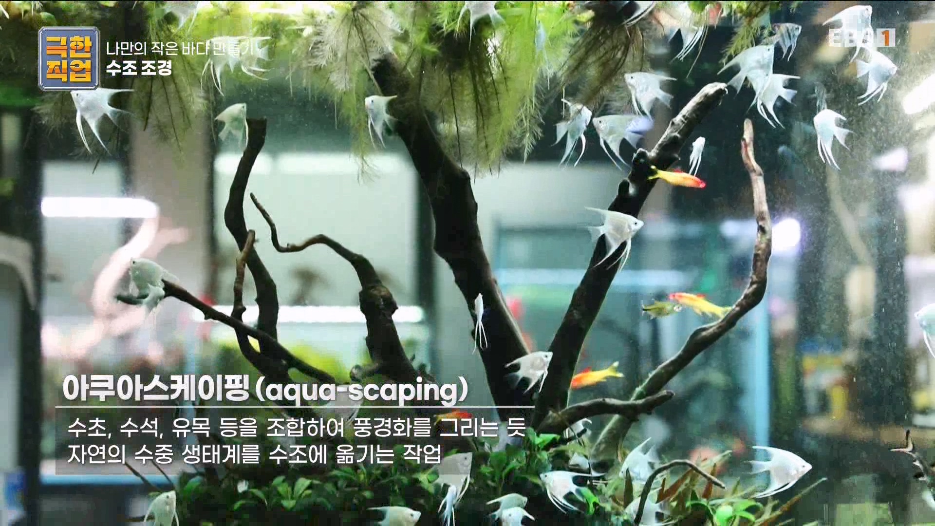 [극한 직업] 수조 조경.mp4_20230822_204143.106.jpg