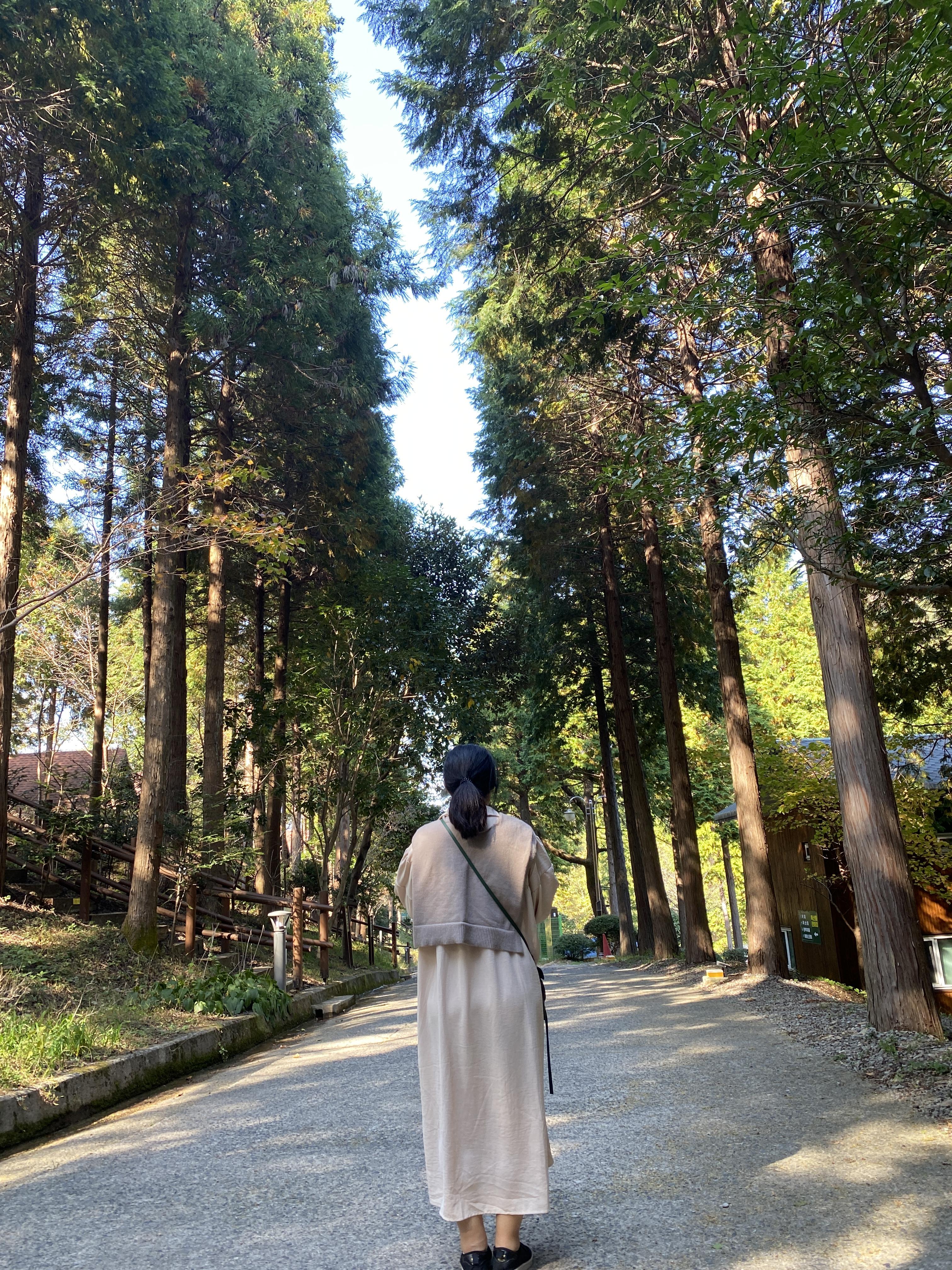  남해 가을여행지 국립남해편백자연휴양림 편백숲 입장료 주차장 소요시간 산책 편백나무 단풍구경 남해단풍