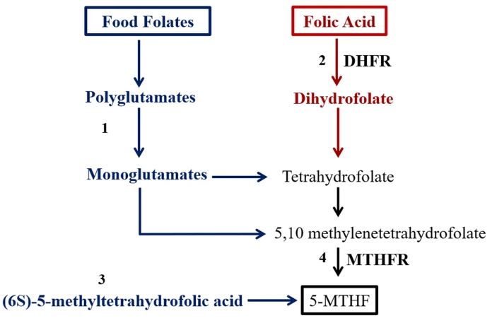  folic acid 과 folate 의 차이점; 천연엽산? 합성엽산? 활성형엽산?