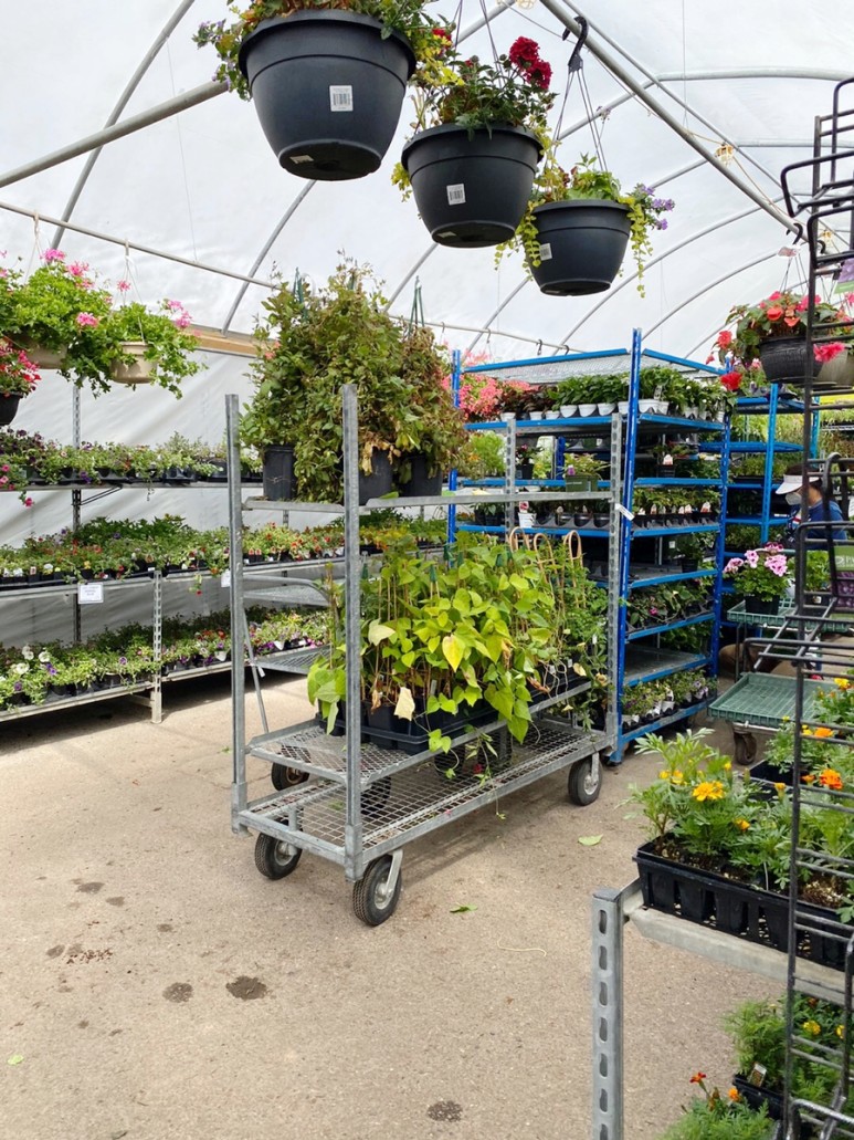 이름 가격도 같이 알아봐요. 예쁜 다육이 종류 13